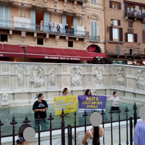 AZIONE DIRETTA NONVIOLENTA DI RIBELLIONE ANIMALE AL PALIO DI SIENA:  “Basta sfruttamento animale”