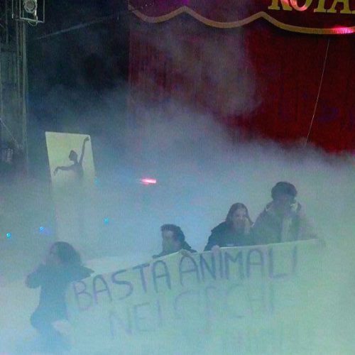 Attiviste nonviolente prese a calci e pugni dai circensi del circo “Royal” Orfei a Torino
